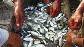 Đồng Tháp: Cấm khai thác thủy sản trong mùa sinh sản