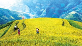 Đồng bào Mông đi thăm lúa, làm cỏ để chuẩn bị mùa thu hoạch