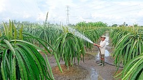 Nhiều hộ gia đình ở huyện Châu Thành ùn ùn mở rộng diện tích trồng thanh long