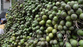 Giá trái cau tươi tăng vọt