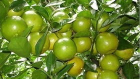 Cây quýt đường được trồng nhiều ở xã Tân Thành, thị xã Đồng Xoài