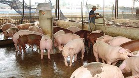 Đồng Nai: Giá heo tăng cao vì thương lái gom hàng đi miền Bắc