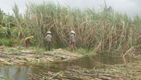 1.000ha mía ở Hậu Giang nguy cơ bị ngập lũ