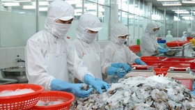 Chế biến tôm xuất khẩu tại Công ty cổ phần Thủy sản số 1