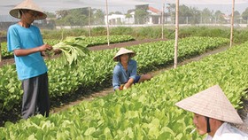 Hợp tác cung ứng nông sản an toàn