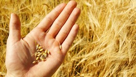 Tạm dừng áp dụng quy định tái xuất lô hàng lúa mì lẫn hạt cỏ kế đồng