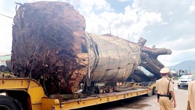 Bắt giữ xe đầu kéo chở cây “siêu khủng”