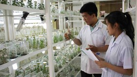 Công nghệ ươm giống trong phòng thí nghiệm, phần nào giải quyết được vấn đề giống cây trồng trên địa bàn tỉnh Lâm Đồng