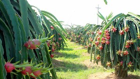 Bình Thuận có trên 10.000ha thanh long VietGAP