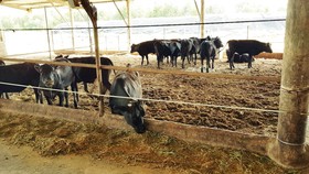 Chuyển giao công nghệ nuôi bò thịt của Sawai Farm (Nhật Bản)