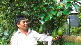 Ông Dương Mã Dưỡng bên vườn bơ sáp
