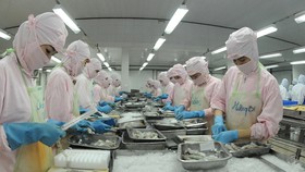Chế biến tôm xuất khẩu của một doanh nghiệp tại khu vực phía Nam Ảnh: CAO THĂNG