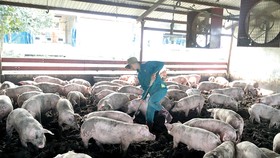 Đàn heo của Sagrifood được nuôi bằng thức ăn có pha thảo mộc thiên nhiên