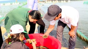 Quảng Ngãi: Giải quyết ô nhiễm môi trường bằng nuôi hải sâm ghép