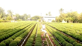 Đồng bằng sông Cửu Long: Hoa tết đã sẵn sàng