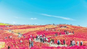 Công viên Hitachi Seaside