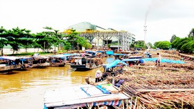 Nông dân chờ bán mía ở Nhà máy đường Phụng Hiệp (Hậu Giang)