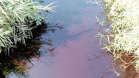 Nước thải từ khu tiểu thủ công nghiệp Lê Minh Xuân không qua xử lý, đổ thẳng vào môi trường, gây ô nhiễm nguồn nước