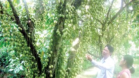Vườn dâu Hạ Châu, điểm du lịch nông nghiệp thế mạnh của huyện Phong Điền (Cần Thơ)