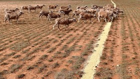 Nguy cơ khủng hoảng nguồn nước ở Australia