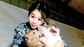 Nổi tiếng vì nuôi 400 con heo