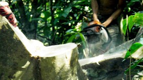 Vụ sai phạm tại Ban Quản lý rừng phòng hộ Bắc Biển Hồ: Khởi tố thêm 3 bị can