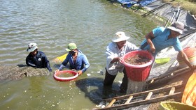 Giá tôm thấp, người nuôi “treo ao”