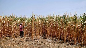Dự án môi trường tại Vành đai khô hạn El Salvador