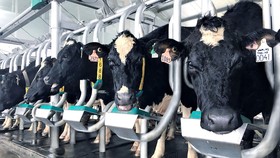 Vinamilk mở rộng thị phần xuất khẩu sang 43 quốc gia trên thế giới