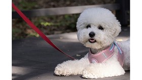 Seoul khuyến khích gắn chíp cho thú cưng