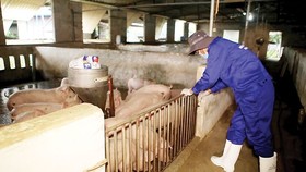 Liên kết để tạo thương hiệu xuất khẩu