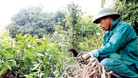 Bảo tồn và phát huy giá trị cây thuốc Việt - Bài 1: “Vàng xanh” đang cạn kiệt