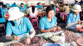 Phát triển nông sản Việt Nam: Tư duy ngắn, thiếu tầm nhìn