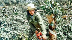 Thiếu hoạch định cũng như giải pháp thị trường, nông dân phải đầu tư tự phát, nên lâu nay cứ vào vòng luẩn quẩn chặt-trồng-chặt.