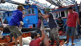 Vì sao EU chưa gỡ “thẻ vàng” cho xuất khẩu thủy sản Việt Nam?
