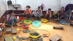 Một vụ bơm tạp chất vào tôm tại Bạc Liêu bị phát hiện, bắt giữ. Ảnh: TẤN THÁI