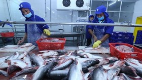 Chế biến cá tra xuất khẩu tại nhà máy của Công ty trách nhiệm hữu hạn Công nghiệp thủy sản Miền Nam. (Ảnh: Vũ Sinh/TTXVN)