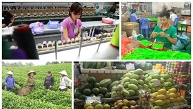 Sẽ xóa bỏ 99% thuế quan hàng hóa giao thương Việt Nam - EU