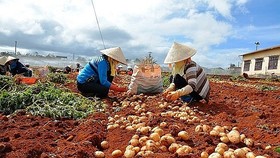 Rà soát hàng hóa, ngăn chặn “nông sản ngoại đội lốt Việt”