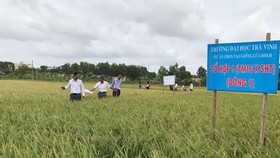 Giống lúa chịu mặn được Trường ĐH Trà Vinh phối hợp cùng các nông dân nghiên cứu cho hiệu quả cao.