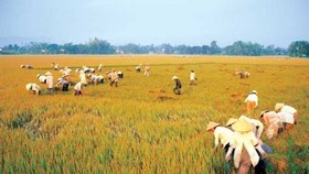 Risks to Mekong Delta granary increase