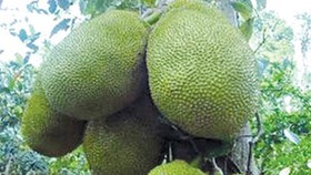 Nhiều nông dân Hậu Giang thu nhập tiền tỷ nhờ mít Thái
