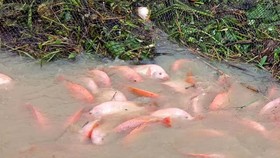 Mưa lớn kéo dài, người dân điêu đứng