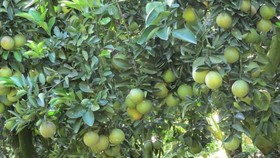 ĐBSCL: Giá cam giảm mạnh, nhà vườn thua lỗ