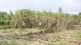 Nông dân ĐBSCL sẽ phá bỏ hàng ngàn ha mía