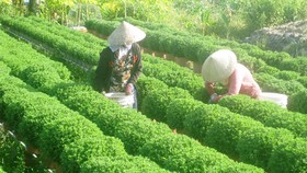 Hơn 15 triệu chậu hoa kiểng phục vụ tết Kỷ Hợi 2019