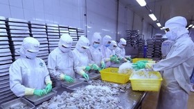 Processing shrimp for export (Source: VNA)