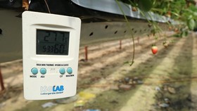 A high- tech strawberry garden in Da Lat