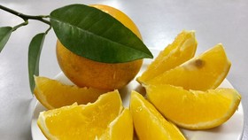Cao Phong orange, a speciality fruit of northern Hoa Binh province. (Photo: VNA)
