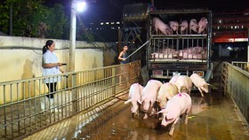 TPHCM chủ động ứng phó khẩn cấp dịch tả heo châu Phi